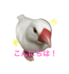 白文鳥のてんちゃん（個別スタンプ：1）