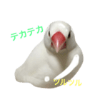 白文鳥のてんちゃん（個別スタンプ：3）