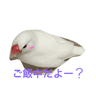 白文鳥のてんちゃん（個別スタンプ：5）