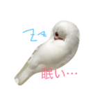 白文鳥のてんちゃん（個別スタンプ：7）