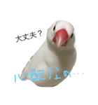 白文鳥のてんちゃん（個別スタンプ：8）
