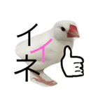 白文鳥のてんちゃん（個別スタンプ：10）