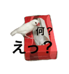白文鳥のてんちゃん（個別スタンプ：13）