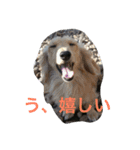 うちのわんこたち（個別スタンプ：2）