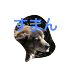 うちのわんこたち（個別スタンプ：3）