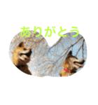 うちのわんこたち（個別スタンプ：4）