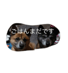 うちのわんこたち（個別スタンプ：5）