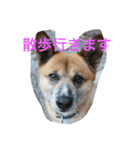 うちのわんこたち（個別スタンプ：7）