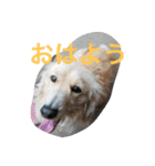 うちのわんこたち（個別スタンプ：8）