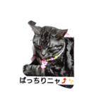 日常にゃい話（個別スタンプ：5）