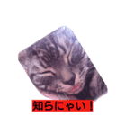 日常にゃい話（個別スタンプ：7）