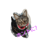 canon the cat（個別スタンプ：1）