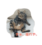 canon the cat（個別スタンプ：2）