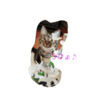 canon the cat（個別スタンプ：3）