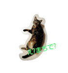 canon the cat（個別スタンプ：4）