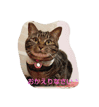 canon the cat（個別スタンプ：6）