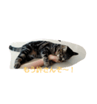 canon the cat（個別スタンプ：7）