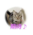 canon the cat（個別スタンプ：8）