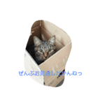 canon the cat（個別スタンプ：9）