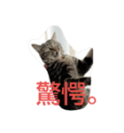canon the cat（個別スタンプ：11）