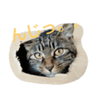canon the cat（個別スタンプ：12）