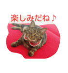 canon the cat（個別スタンプ：14）
