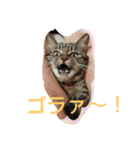 canon the cat（個別スタンプ：15）