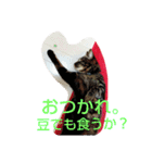 canon the cat（個別スタンプ：16）