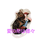 canon the cat（個別スタンプ：17）