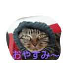 canon the cat（個別スタンプ：18）
