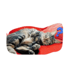 canon the cat（個別スタンプ：19）