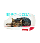 canon the cat（個別スタンプ：20）