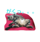 canon the cat（個別スタンプ：21）
