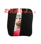 canon the cat（個別スタンプ：22）
