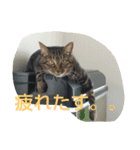 canon the cat（個別スタンプ：23）