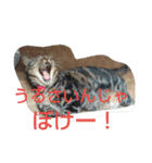 canon the cat（個別スタンプ：24）