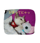 しま＆ちび（個別スタンプ：3）