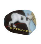 しま＆ちび（個別スタンプ：7）