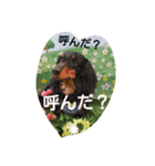 ラブリー スター（個別スタンプ：1）