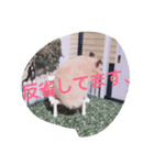 ラブリー スター（個別スタンプ：4）