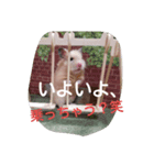 ラブリー スター（個別スタンプ：5）