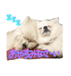 わんわん日和(ポメラニアンとボーダー)（個別スタンプ：1）