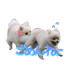 わんわん日和(ポメラニアンとボーダー)（個別スタンプ：2）