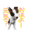 わんわん日和(ポメラニアンとボーダー)（個別スタンプ：3）
