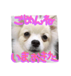 わんわん日和(ポメラニアンとボーダー)（個別スタンプ：4）