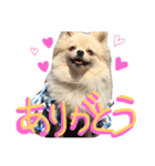 わんわん日和(ポメラニアンとボーダー)（個別スタンプ：6）