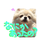 わんわん日和(ポメラニアンとボーダー)（個別スタンプ：7）