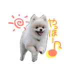 わんわん日和(ポメラニアンとボーダー)（個別スタンプ：14）