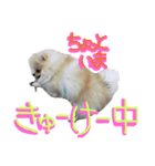 わんわん日和(ポメラニアンとボーダー)（個別スタンプ：16）