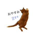 茶トラのモカさん。日常挨拶編。（個別スタンプ：14）